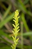 _17C8787 Common Onion Orchid